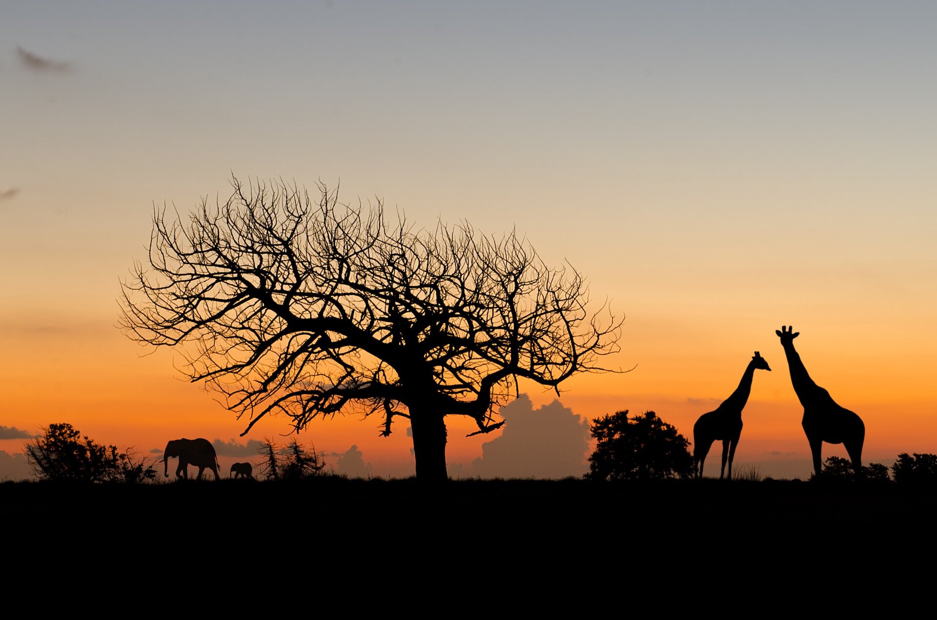 Paysage africain au coucher du soleil avec baobab, girafes et éléphants